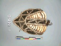 藏品(胸冑)的圖片